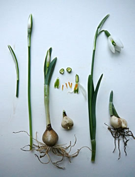 De Sneeklock, uteneen nahmen. -- Klick op to'n Vergr&ouml;ttern!