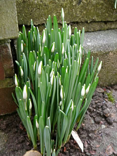 En B&uuml;lt Sneeklocken