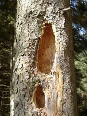 "Echte Spechte"! Wat woll s&uuml;nst f&ouml;r Spechte, hm?