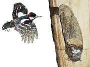 Vadder an de Nisth&ouml;hl (Schemateknen vun de Nisth&ouml;hl)