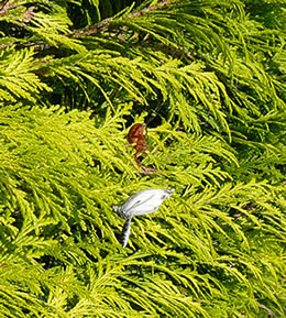 "Darf ich es Ihnen einschlagen?" "Danke, dat maak ik s&uuml;lven!"