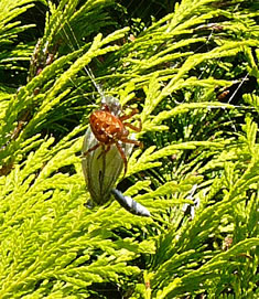 Bottervagel kumplett mumifizeert