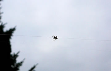 ...un op den Tr&uuml;chweg