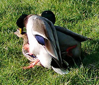 De een vers&ouml;&ouml;kt den annern vun de Aant to schubsen