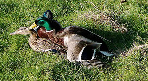 Twee Erpels kloppt sik &uuml;m en Aant -- op de Aant!