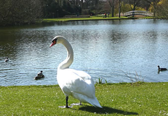 D&uuml;t is nu mien Karpendiek! Ik b&uuml;n Swaanrich.