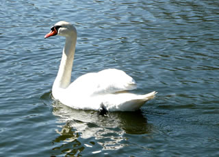 Ik b&uuml;n Swaanrich, un d&uuml;t is mien Riek!
