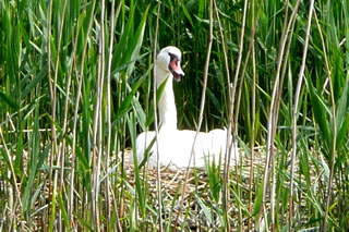 Swaana br&ouml;&ouml;dt