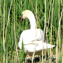 Dat Reet is gr&ouml;&ouml;n woorn, avers de l&uuml;tten Swaans s&uuml;nd noch in't Ei