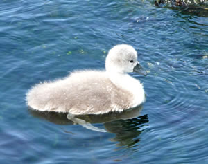 Ik heet Swantje, un ik kann al ganz alleen swemmen!