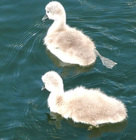 "Wa deep is dat hier, wat meenst du?"