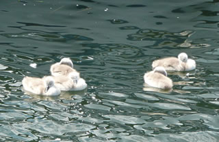 "H&auml;ssliches Entlein"? Wokeen s&uuml;ht hier en h&auml;ssliches Entlein?