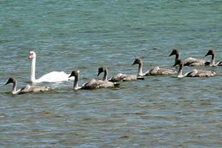 groot woorn s&uuml;nd se!