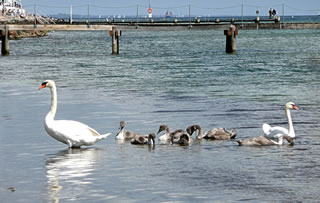 Landen blangen de Landungsbr&uuml;gg