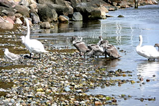De M&ouml;wen maakt sik lever davun