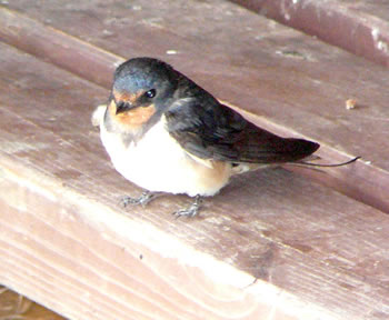 L&uuml;tt Buttjer ganz alleen