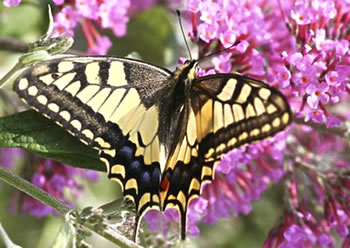 Hei ist de Sch&ouml;&ouml;nst! 