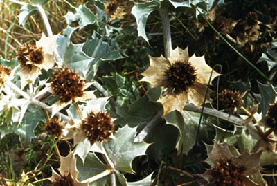 Se s&uuml;nd bannig kruus un pieksig: Stranddiesseln