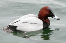 Rode Ogen un verdreitliche Blick