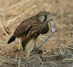 "Nummer 1 f&ouml;r vundaag heff ik nu; wo nehm ik Nummer 2 her?"