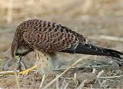 "...man f&ouml;r de, de wi faatkriggt, is dat dat Enn!"