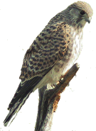 "Foder, Foder! Ji seggt dat so lichtfarig, man dat is harte Arbeit f&ouml;r unseneen!"