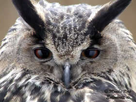 "Vagel vun't Johr? Schall ik nu juchhein oder wat? Gnurr! Wat bruk ik so'n Ehr?"