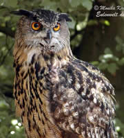 Wenn de Uhu nich will, is he bi Dag meist nich to sehn