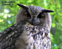 D&uuml;sse Uhu will avers.