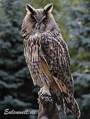 Nich Uhu, aber oho: De Waldohr-Uhl