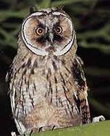 Veel Wald, wenig Ohr: De Waldohr-Uhl