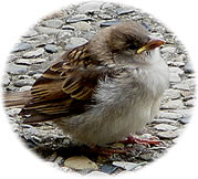 Minil&uuml;nk: Satt, avers tofreden...? -- Klick op to'n Vergr&ouml;ttern!