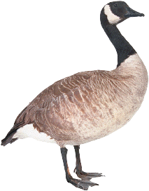 Watervagels as de Kanadagoos hebbt dat Problem versch&auml;ft!