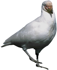 Sch&ouml;n hooch de F&ouml;&ouml;t bi koles Weder!