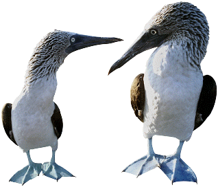 "Hest kole F&ouml;&ouml;t?" -- "Nee, du?"