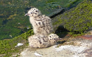 "Kleine M&ouml;we, flieg nach Helgoland..."? Vunwegen! D&uuml;sse M&ouml;ven s&uuml;nd noch veeeel to l&uuml;tt!!