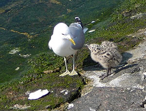 Kiekt, ji L&uuml;tten, hier is wat to eten...