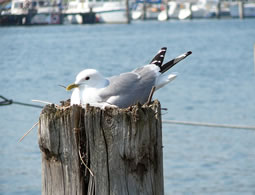 Se hett dat &uuml;nner'n Buuk