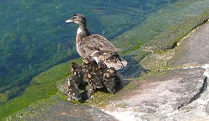 So, ji L&uuml;tten, dat is dat Water. Dor gaht wi rin.