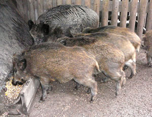 Smatz! Grunz!  -- Klick op to'n Vergr&ouml;ttern!