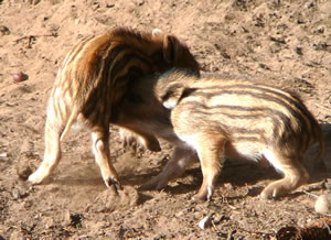 Ik smiet di üm! -- Klick op to'n Vergröttern!