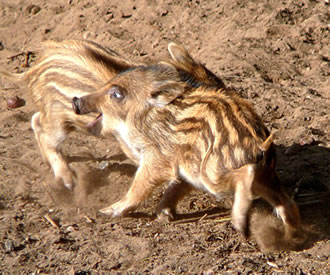 Geswisterleevde.  -- Klick op to'n Vergr&ouml;ttern!