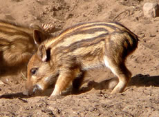 An de Sandkuhl. -- Klick op to'n Vergröttern!