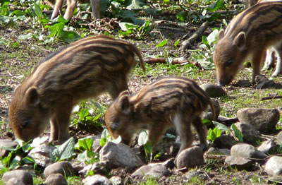 To Weid gahn. -- Klick op to'n Vergröttern!