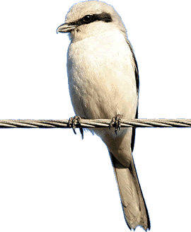 "Gestatten, W&ouml;rger! Raub-W&ouml;rger! Dr&ouml;ff ik hier jichenseen w&ouml;rgen?"