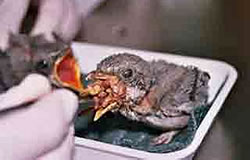 W&ouml;rger an't Nest op'n Kiwiev: "Wullt du wat?"