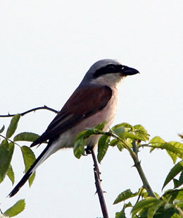 Se: "Naja, min Mann is bi de Mafia, avers wenn een sowiso al Neunt&ouml;ter is, woso denn nich glieks bi de Mafia? Un to'n Avendeten maak ik us Fink an'n Spie&szlig;!"