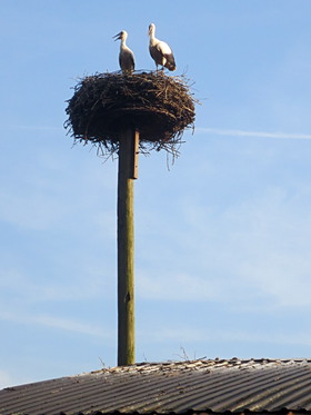 stork