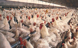 so richtig bio f&ouml;hlt de sik ok nich