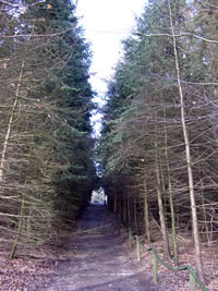 De Weg na baven d&ouml;r den Woold